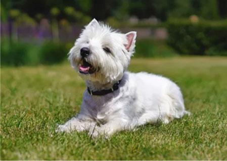 Happy dog laying in clean yard